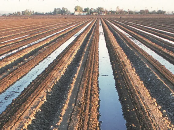 Flood irrigation