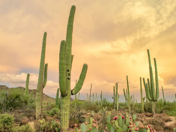 Saguaro