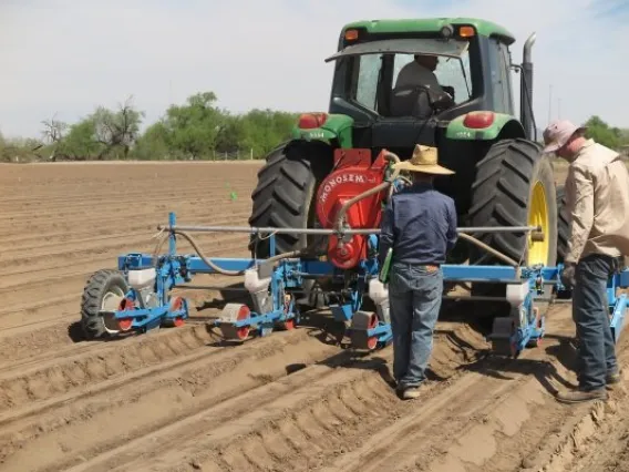 SBAR West 4.12.18 Guayule Planting