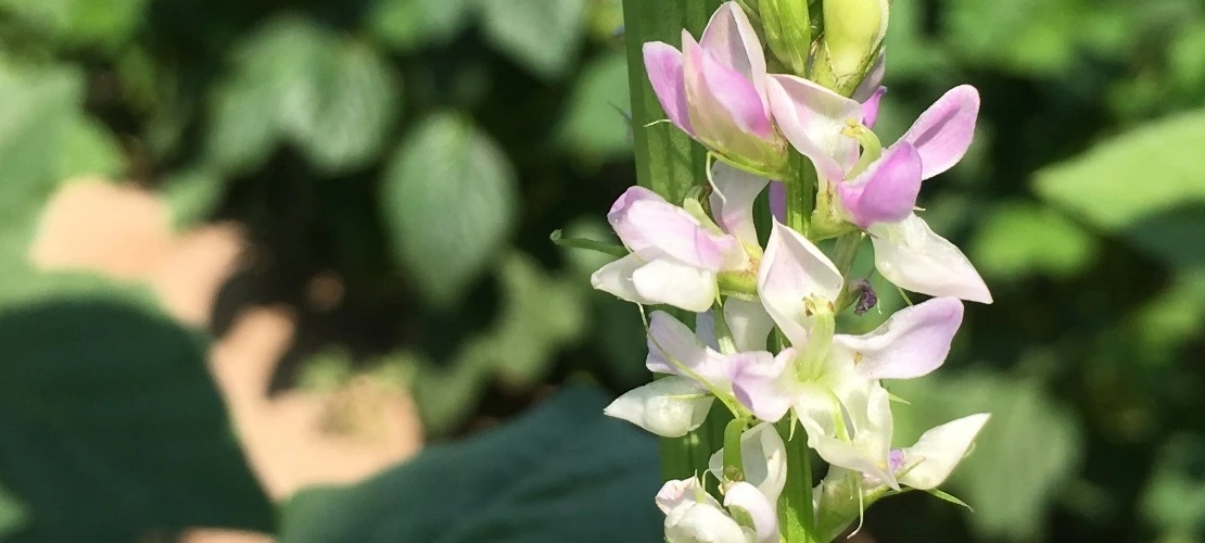 Guar Flowers