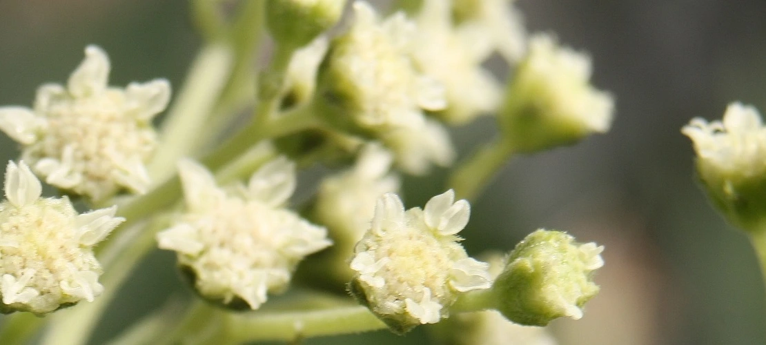 Guayule flowers