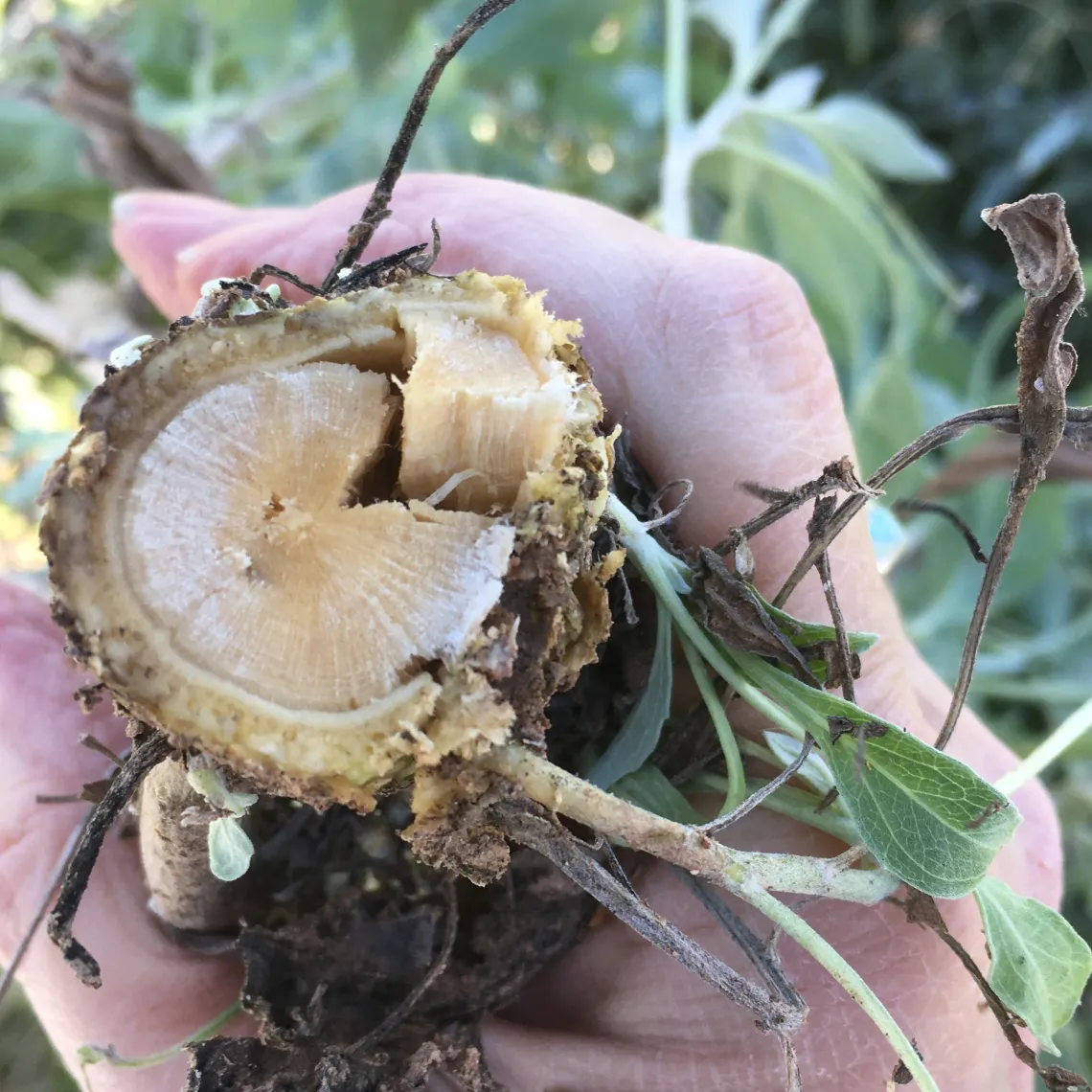 2018 guayule stem