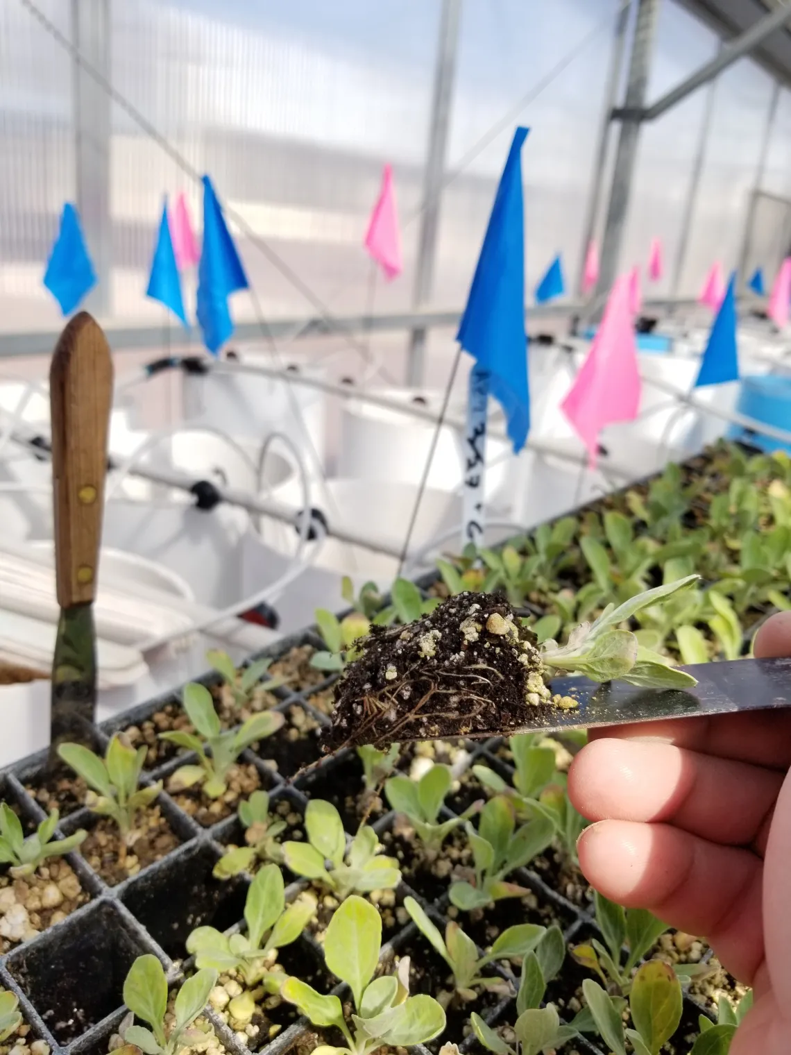 2018 guayule transplant