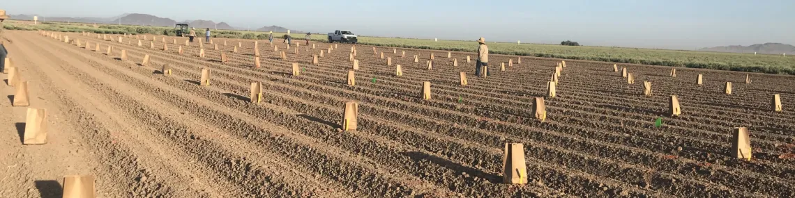 Guayule variety trials