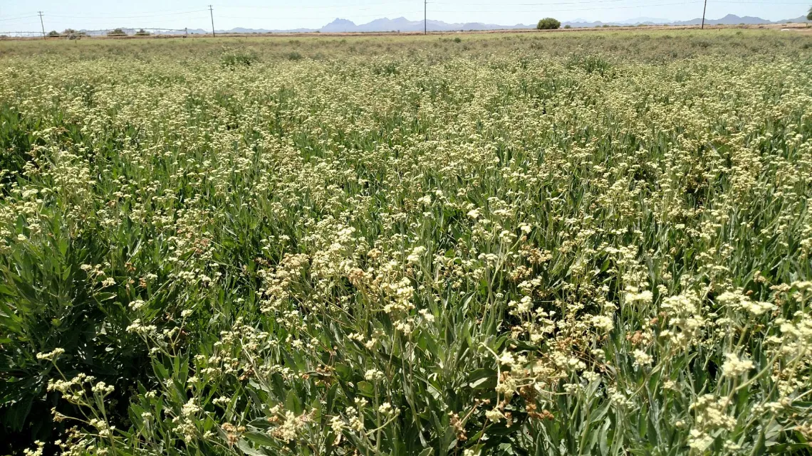 2018 guayule