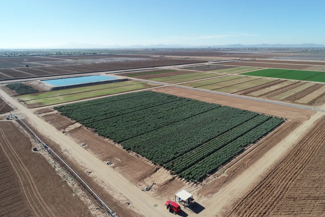 2019 MAC guayule field