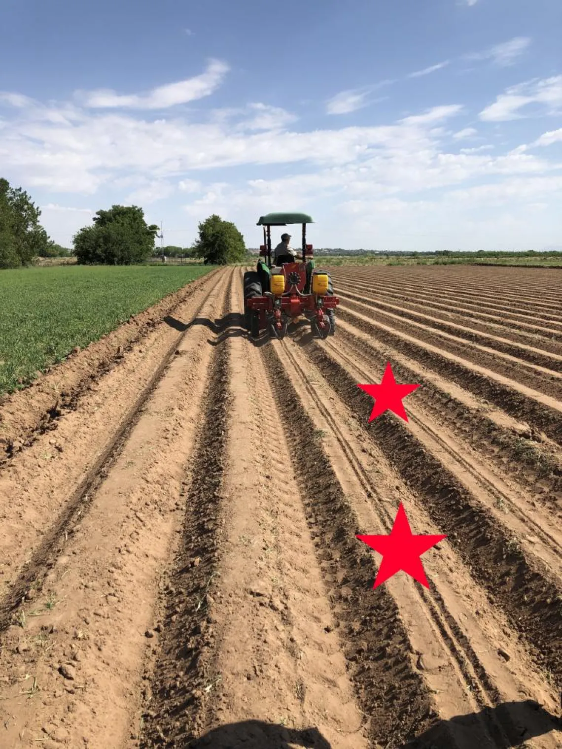  Planting guar on raised beds. Planted rows are shown marked with a star