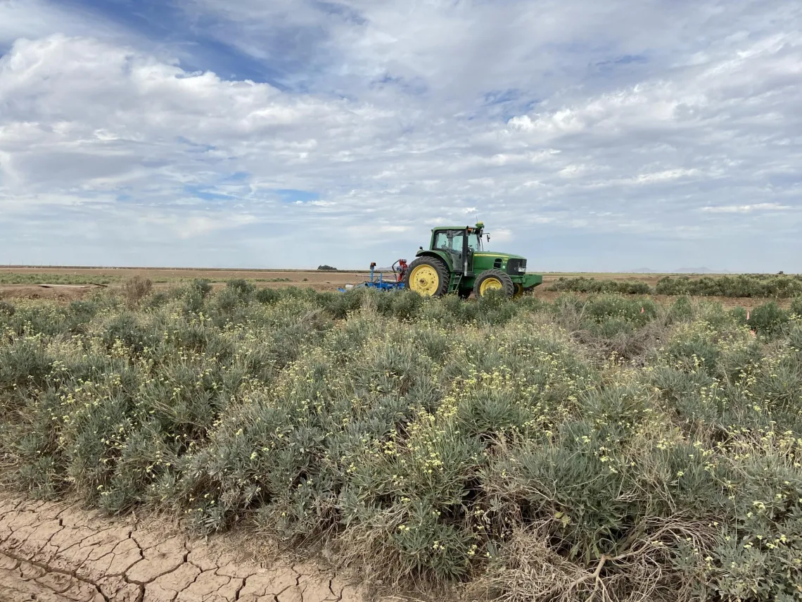 Guayule field Eloy 2022