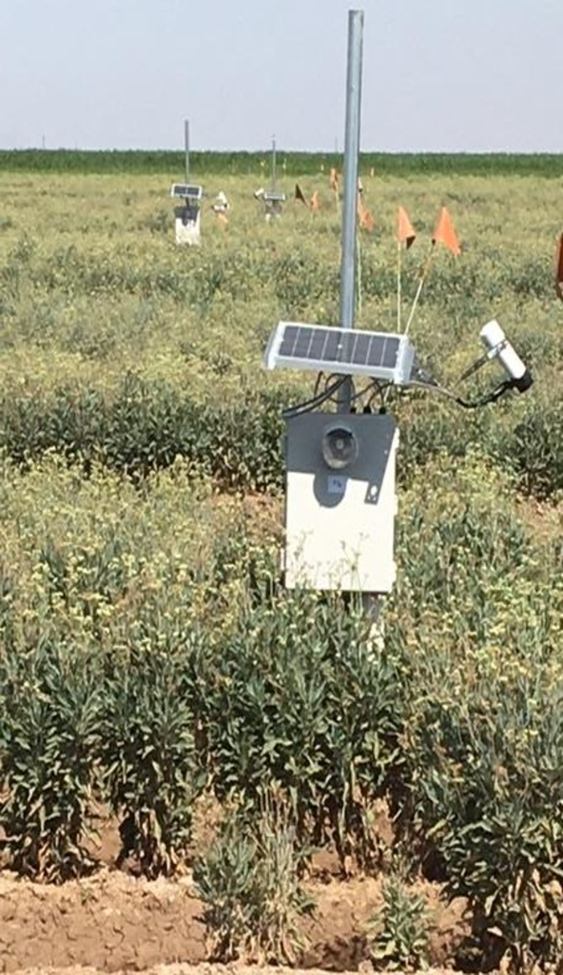 A sensor installed in a guayule field