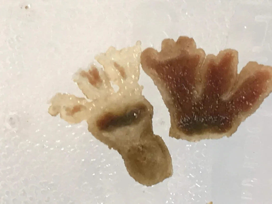 Cross section of guar nodules fixing nitrogen (red color inside) from guar plants.