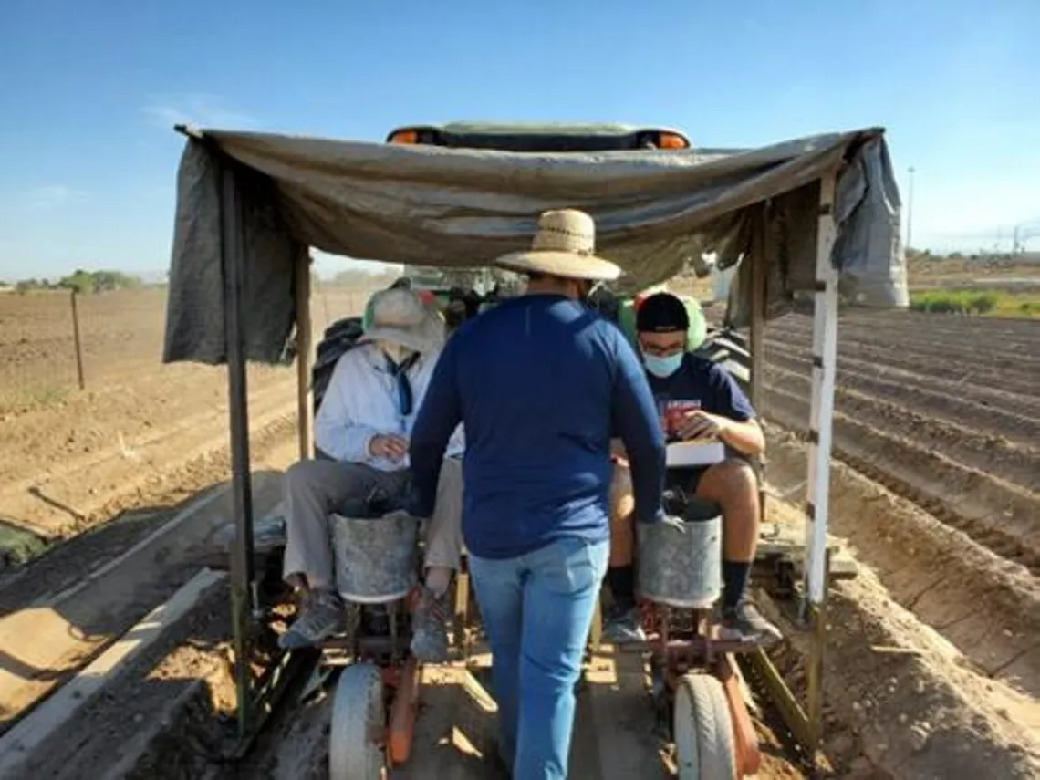 SBAR researchers planting guar