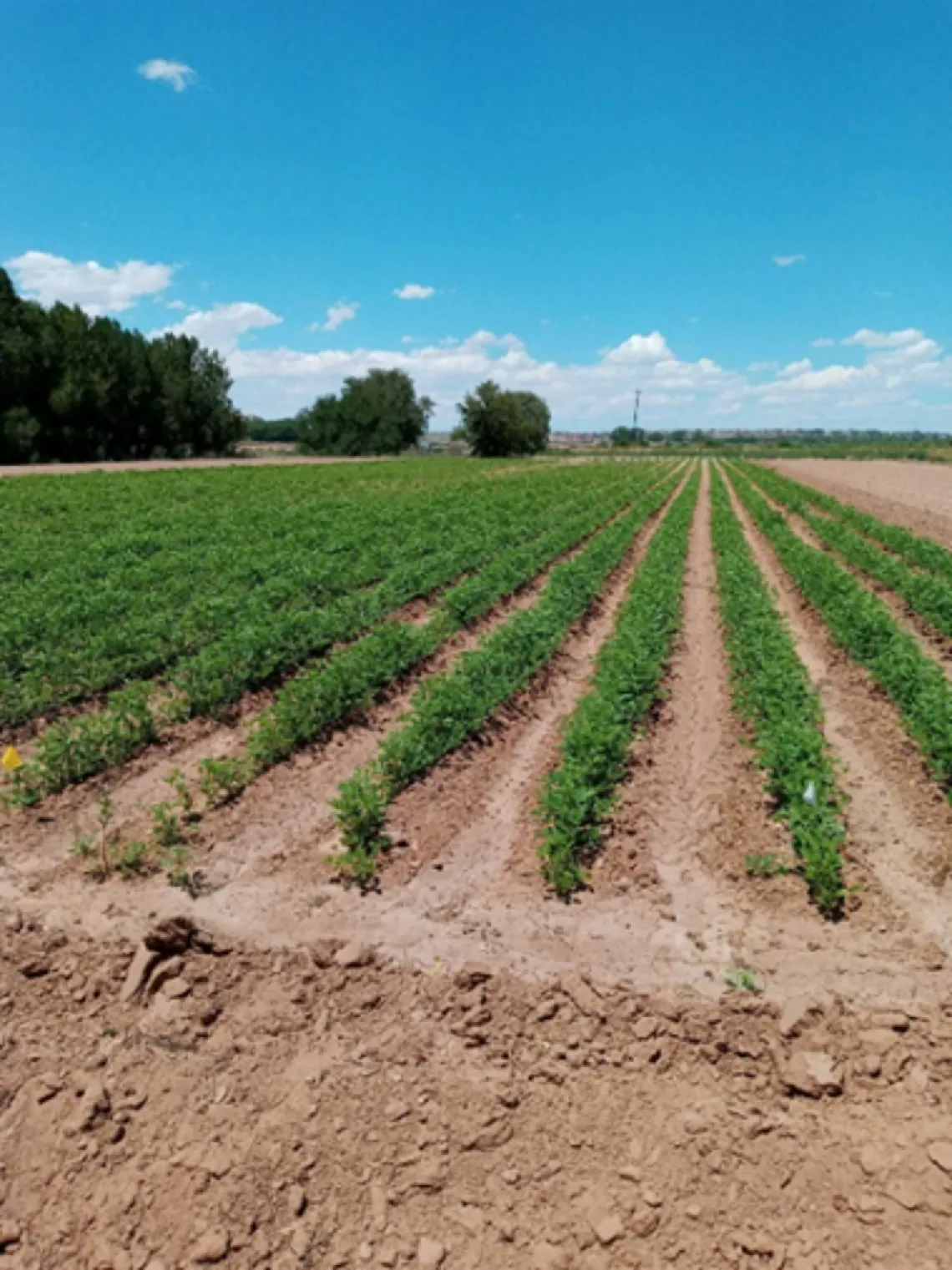 Recently cultivated guar field