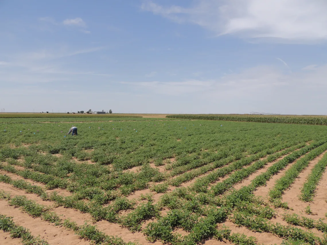 Guar planted at NMSU Clovis Agricultural Science Center in Eastern New Mexico