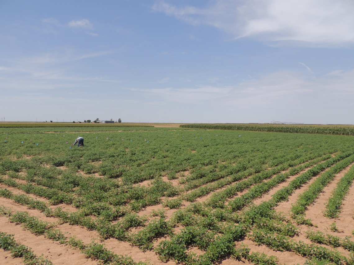 Guar planted at NMSU Clovis Agricultural Science Center in Eastern New Mexico