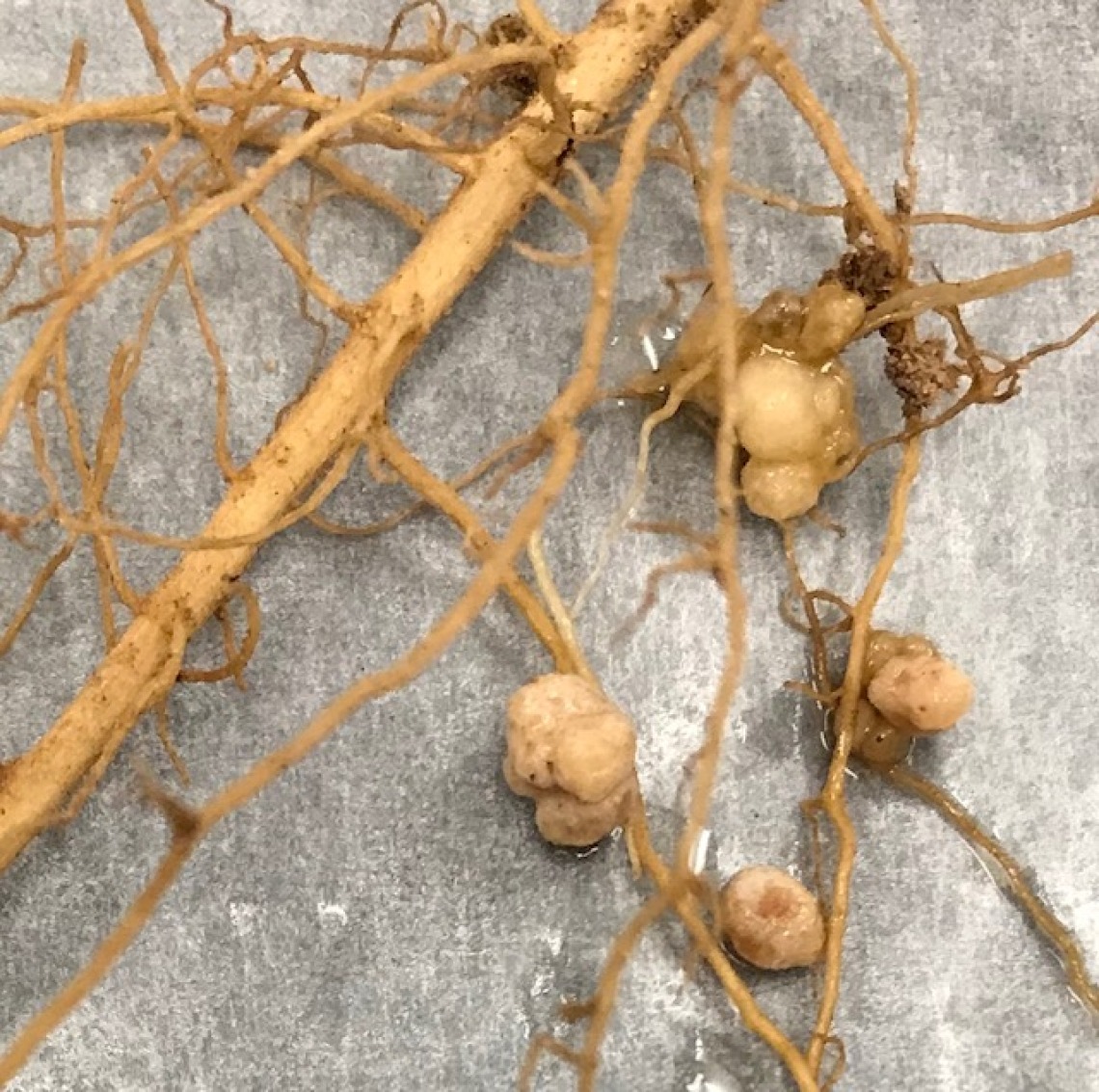 Nodules from the roots of guar plants grown at NMSU’s Leyendecker Science Center.