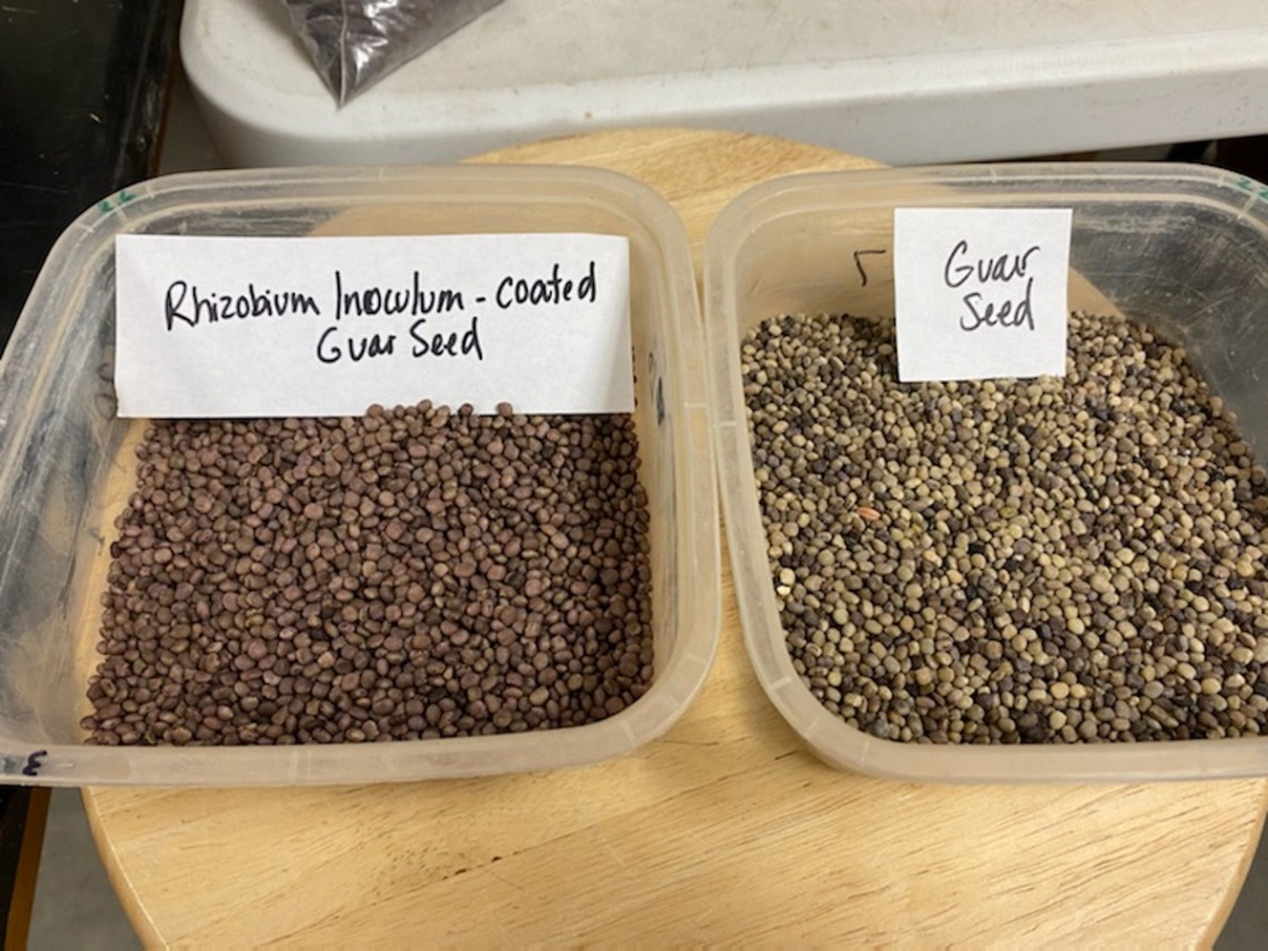 Untreated guar seeds (right) and inoculated guar seeds (left)