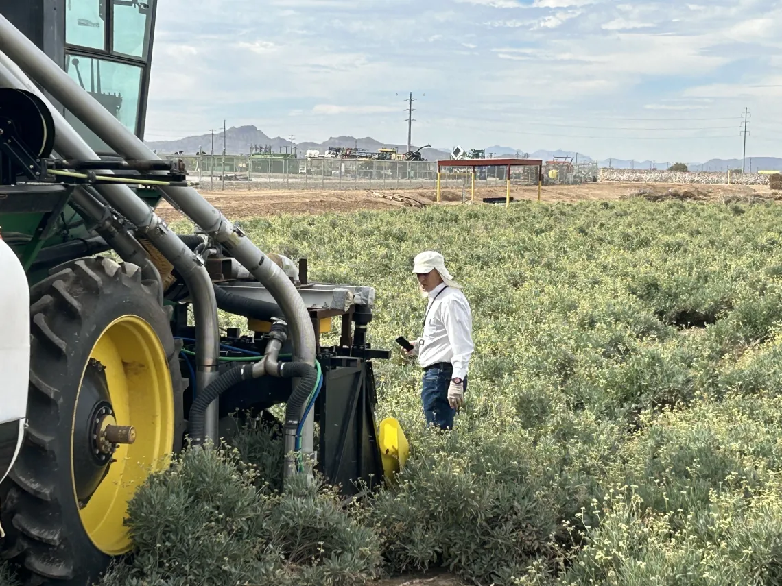 Guayule Grower Field Day 2022 guayule field tractor Eloy AZ