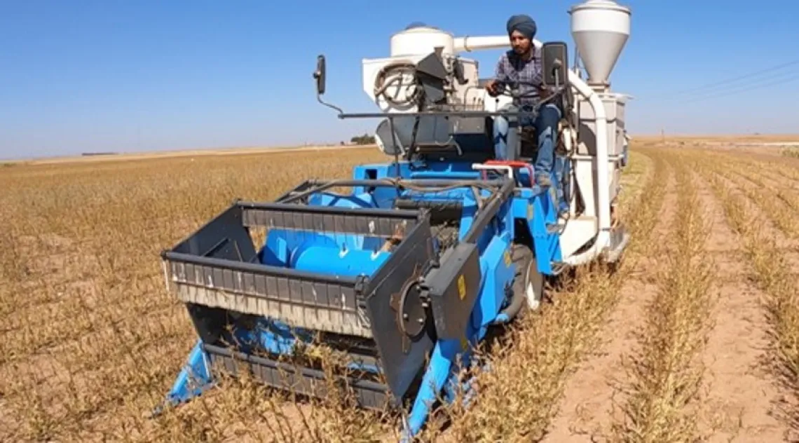 Jagdeep Singh demonstrating guar harvest techniques