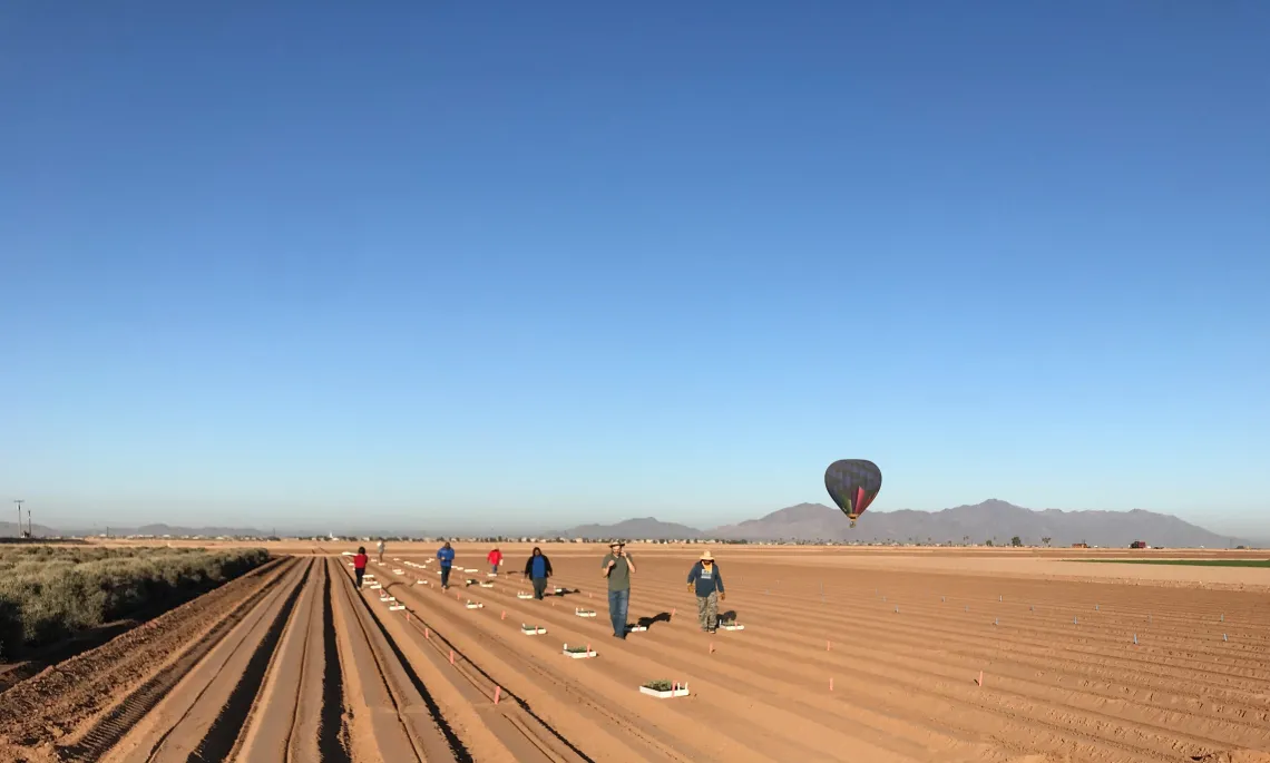 Planting guayule at Maricopa Agricultural Center, November 2019.