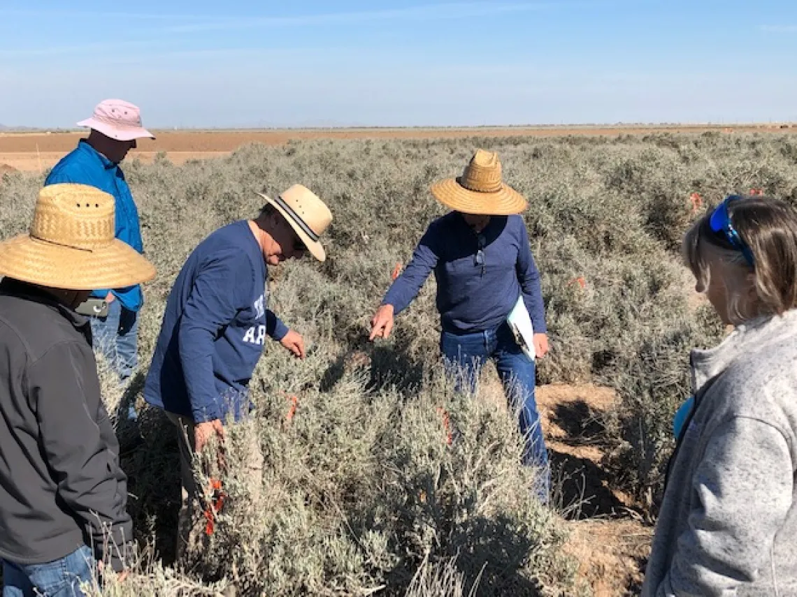 SBAR researchers in the field