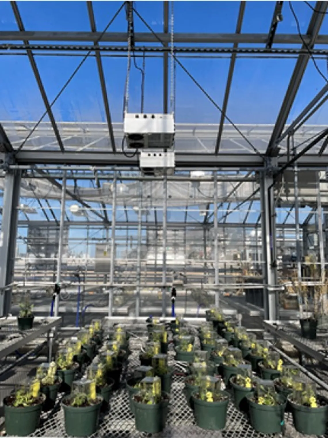 Genetically modified guayule plants in greenhouse