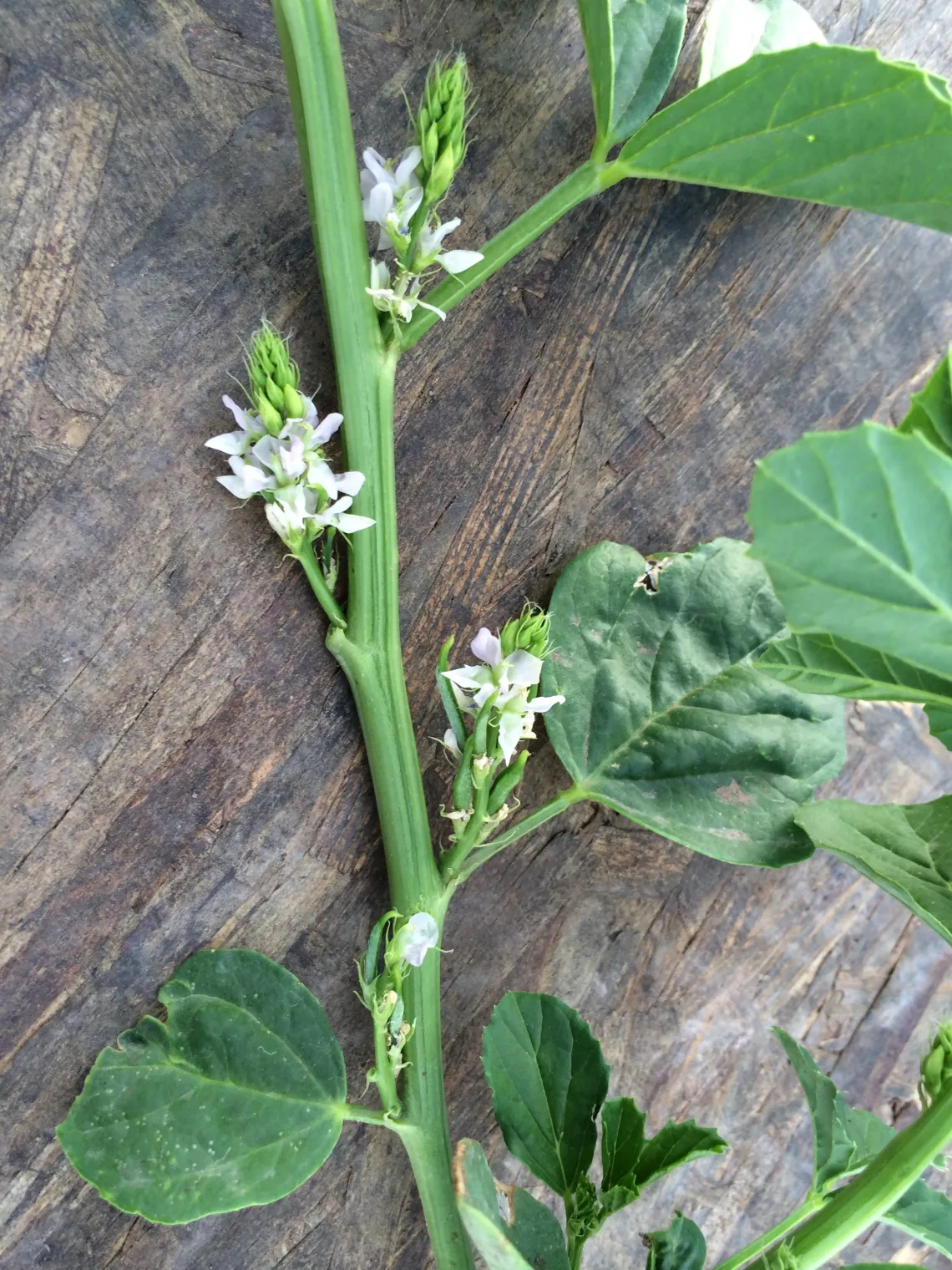Stage 5 - 50% flowering stage in guar development (660 Growing Degree Days)