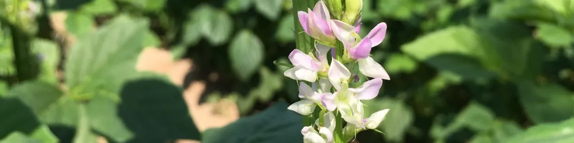 Guar Flowers