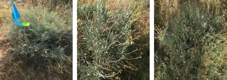 Guayule germplasms