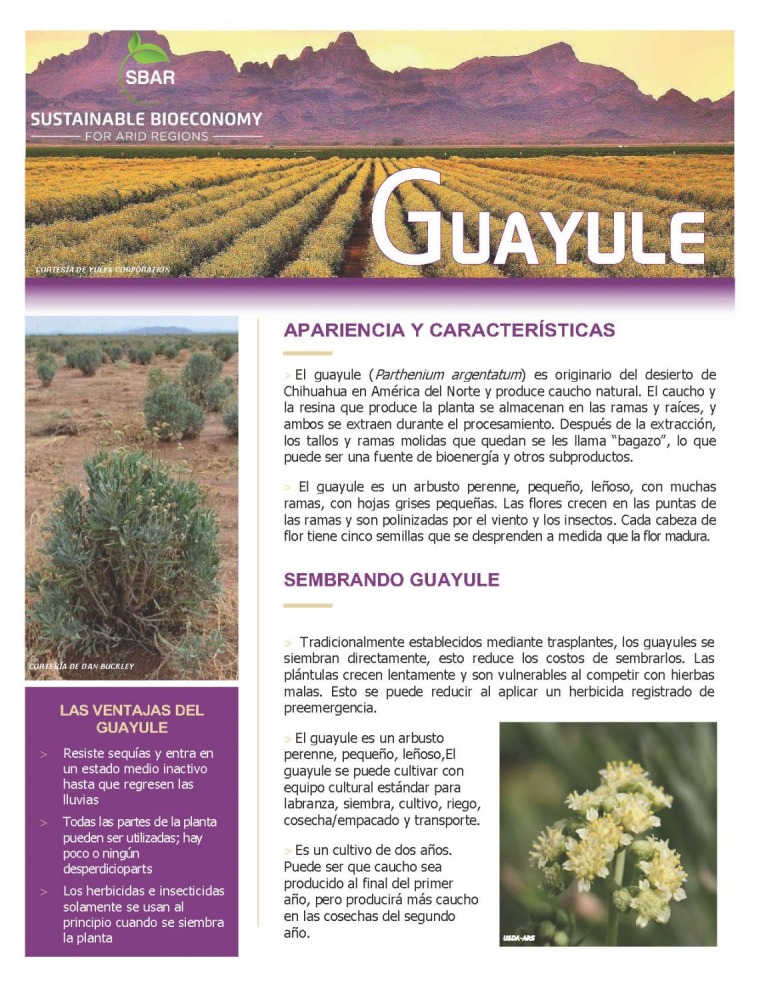 Hoja Informativa de Guayule V1_Page_1