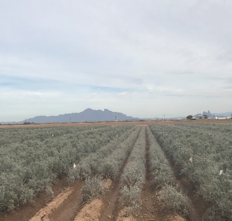 Guayule growing in the field, Eloy, Arizona