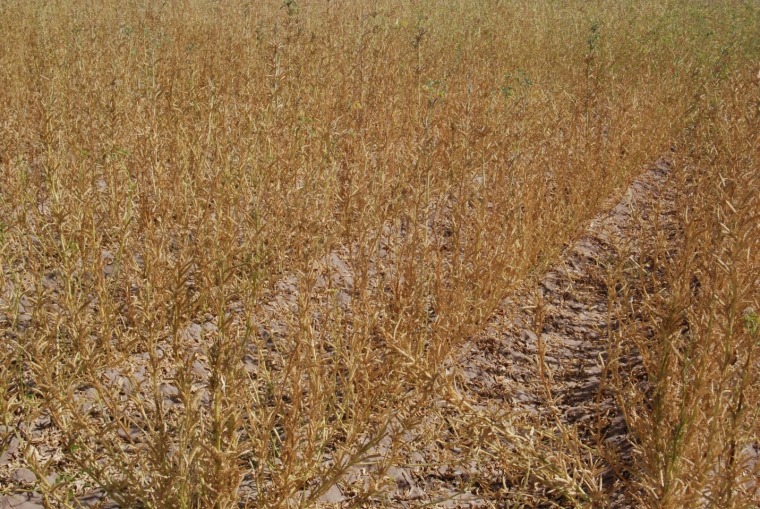Guar variety trial in Tucson, October 2020 (120 days after planting), just before harvest