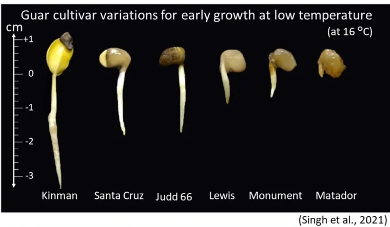 Guar cultivar variations for early growth at low temperature (16°C)