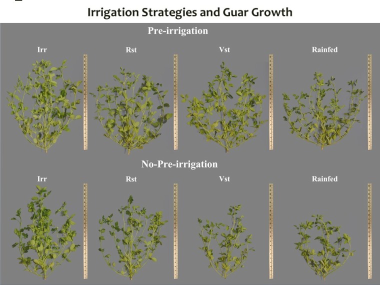 Plant structural growth images taken in November 2020 from guar fields in Clovis, New Mexico