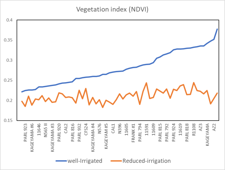 Normalized Difference Vegetation Index (NDVI) for guayule accessions under well-irrigated (blue line) and reduced irrigation (red line) at the Maricopa Agricultural Center, Arizona