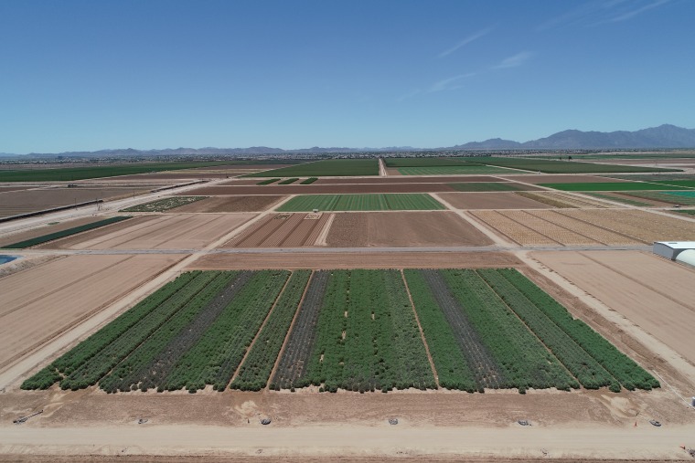 Guayule irrigation treatments at Maricopa Agricultural Center, Arizona