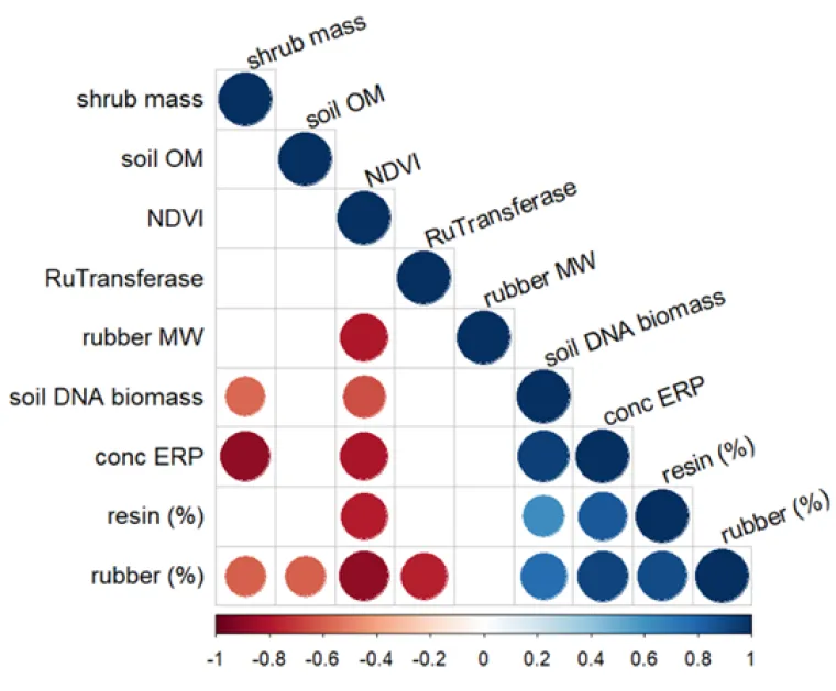 Soil and plant factors that associate with guayule rubber content