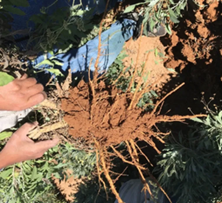 Guayule plant root zone soil used to characterize the root-zone microbiome