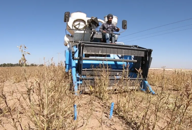 Guar harvest in Clovis, New Mexico