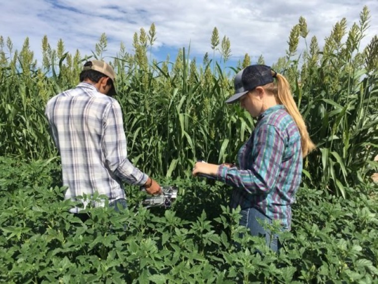 Taking photosynthesis measurements in guar field, New Mexico
