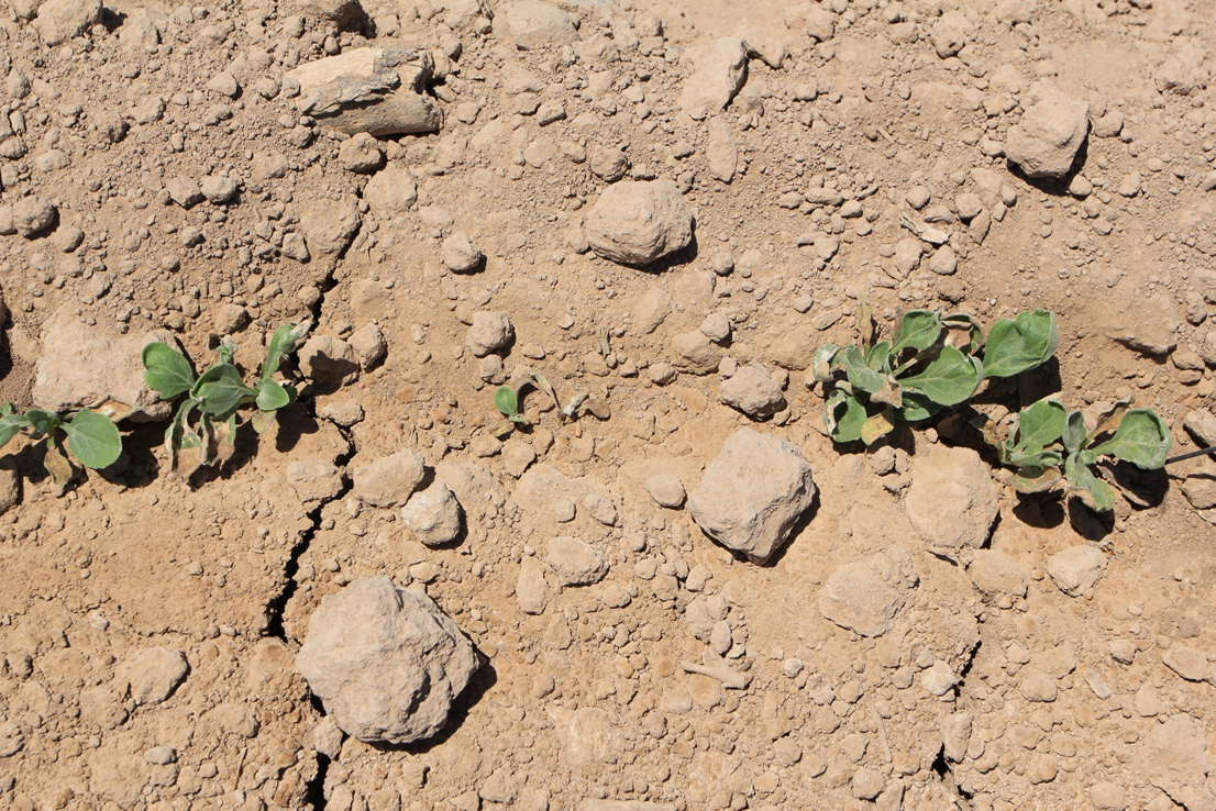 Young guayule plants show damage after Aim application