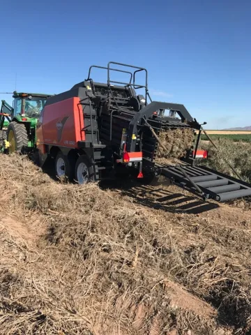 Baling guayule plants in the field