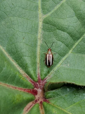 Flea beetle on leaf