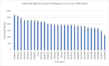 Guar genotype seed yield at Fabian Garcia Plant Science Center, Las Cruces, NM (2019)