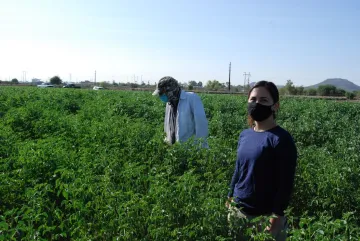 Guar variety trial in Tucson, Arizona (60 days after planting)