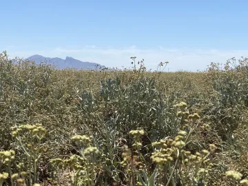 Guayule field in Eloy, Arizona