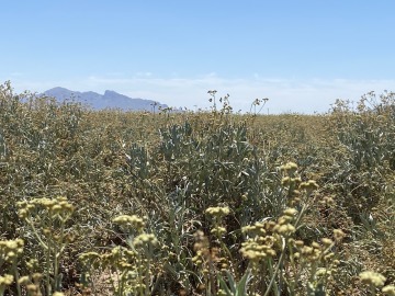 Guayule field in Eloy, Arizona