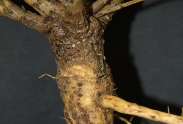 Phytophthora crown rot