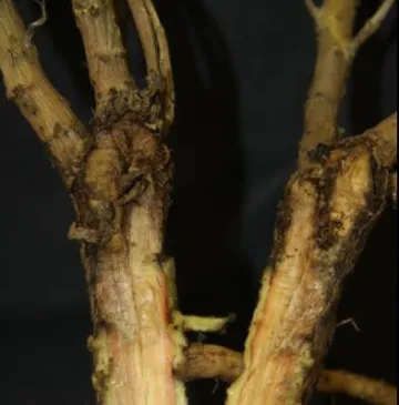 Phytophthora root rot