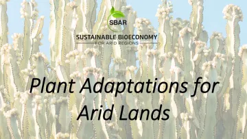 Plant Adaptations for Arid Lands