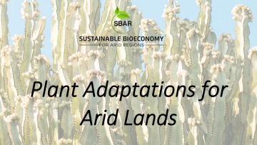 Plant Adaptations for Arid Lands